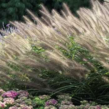 Pennisetum alopecuroides 'Red Head' (041942)