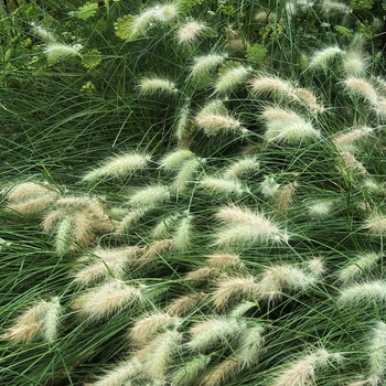 Pennisetum villosum '' (041943)