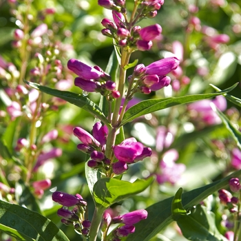 Penstemon barbatus 'Mix' (041945)