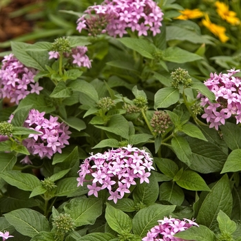 Pentas lanceolata 'Bahama Lavender' (041946)