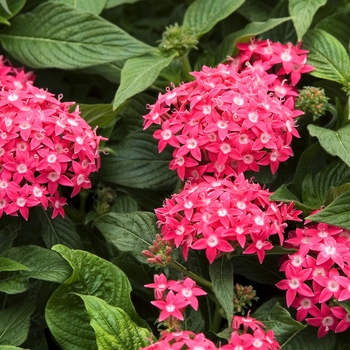 Pentas lanceolata 'Butterfly Deep Rose' (041948)