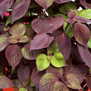 Perilla frutescens 'Gage's Shadow' (041952)