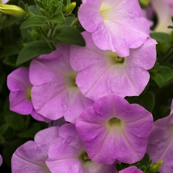 Petunia 'Avalanche Lilac' (041961)