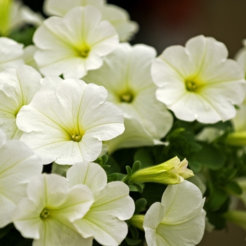 Petunia 'Avalanche White' (041964)