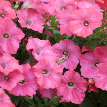 Petunia Easy Wave® 'Coral Reef' (041970)