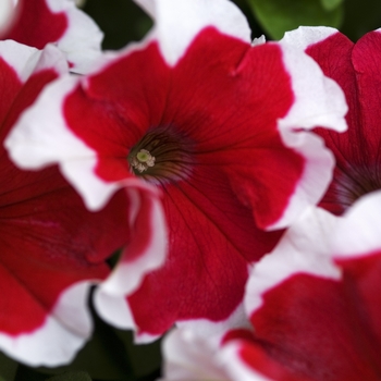 Petunia Madness® 'Red Picotee' (041974)