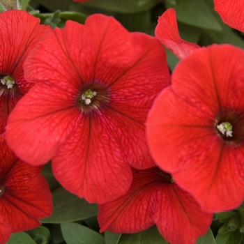 Petunia Madness® 'Red' (041975)