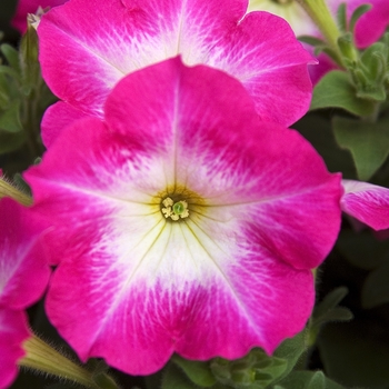 Petunia Madness® 'Rose Morn' (041976)