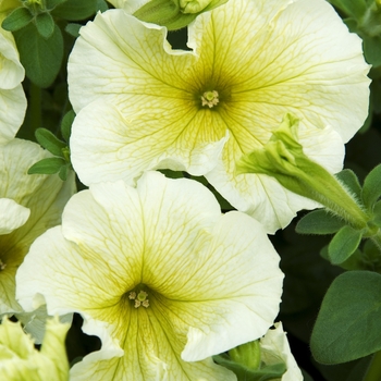 Petunia Madness® 'Yellow Improved' (041979)