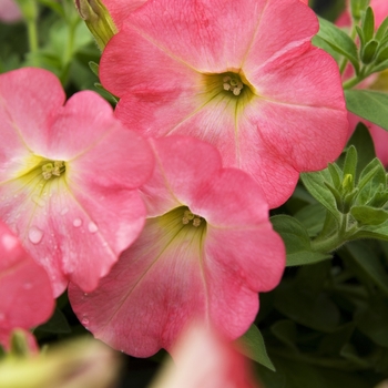 Petunia 'Suncatcher™ Coral Prism' (041980)