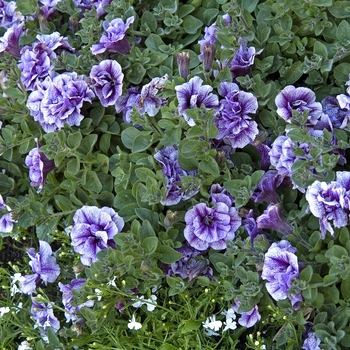 Petunia Supertunia® 'Priscilla' (041981)