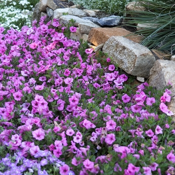 Petunia Supertunia Vista® 'Bubblegum®' (041982)