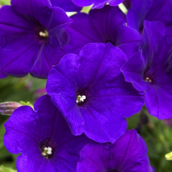 Petunia Supertunia® 'Royal Velvet®' (041983)