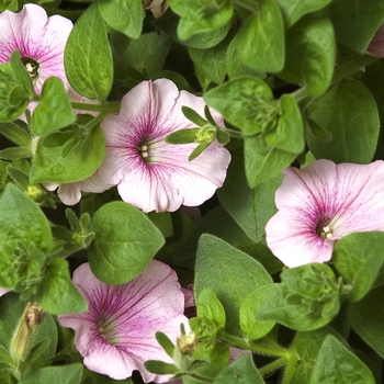 Petunia Surfinia® 'Candy Cane' (041987)