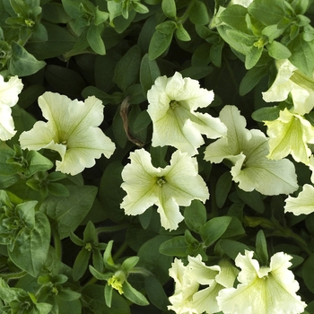 Petunia Surfinia® 'Lime' (041989)