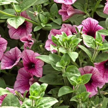 Petunia Surfinia® 'Pink Veined' (041993)