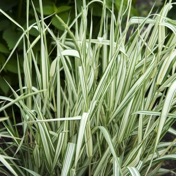 Phalaris arundinacea 'Feesey' (041997)