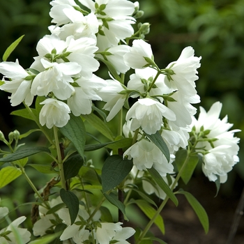 Philadelphus 'Snowbelle' (041999)