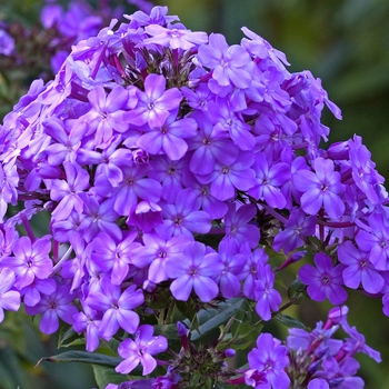 Phlox paniculata 'Blue Boy' (042000)