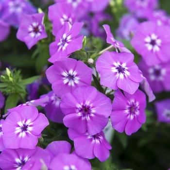 Phlox Intensia® '' (042005)