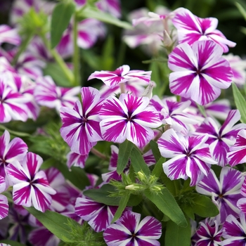 Phlox Intensia® '' (042007)