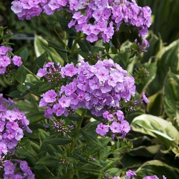 Phlox paniculata 'Nicky' (042009)