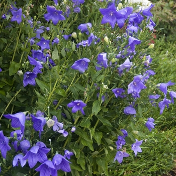 Platycodon grandiflorus 'Double Blue' (042013)