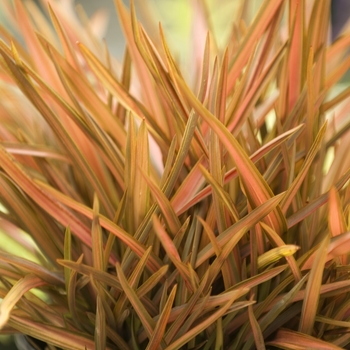 Phormium tenax 'Pink Princess' (042017)