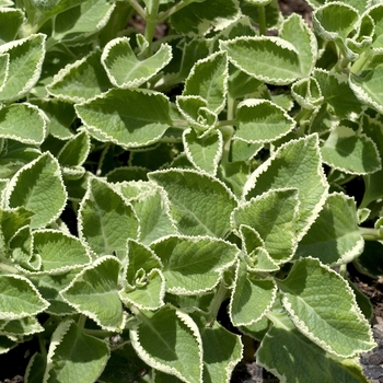 Plectranthus strigosus '' (042022)