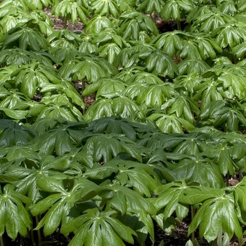 Podophyllum peltatum '' (042025)