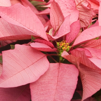 Euphorbia pulcherrima 'Enduring Pink' (042028)