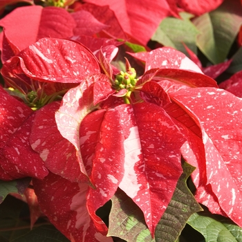 Euphorbia pulcherrima 'Jingle Bells Shades' (042029)