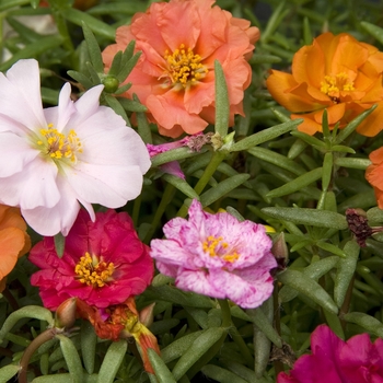 Portulaca grandiflora 'Sundial Mix' (042035)