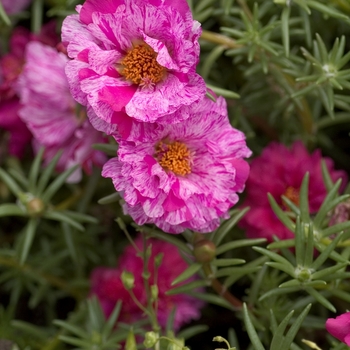 Portulaca grandiflora 'Sundial Peppermint' (042036)