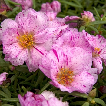 Portulaca grandiflora 'Sundial Peppermint' (042037)