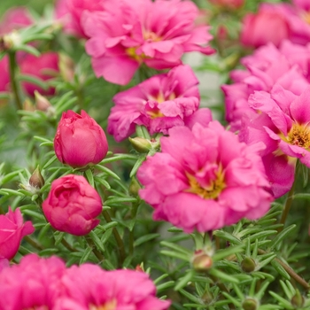 Portulaca grandiflora 'High Noon Fuchsia' (042040)