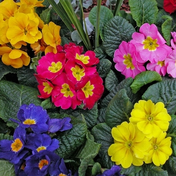 Primula polyantha 'Pacific Giants' (042044)