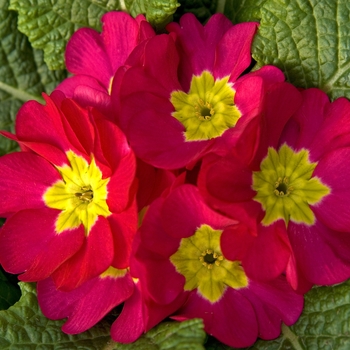 Primula polyantha 'Pacific Giants' (042045)