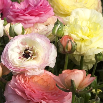 Ranunculus asiaticus Mache™ 'Pastel Mix' (042050)