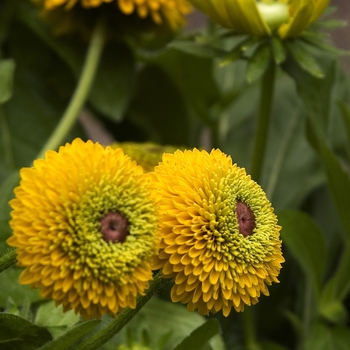 Rudbeckia hirta 'Maya' (042095)