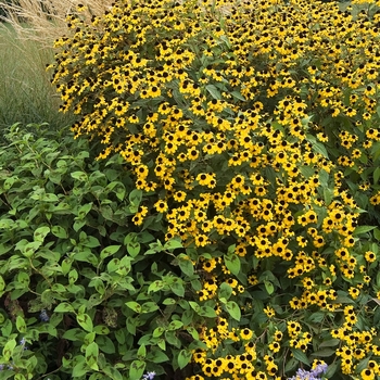 Rudbeckia hirta '' (042097)