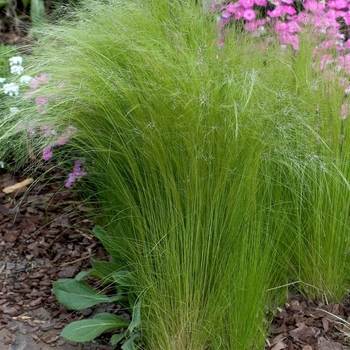 Stipa tenuissima '' (042100)