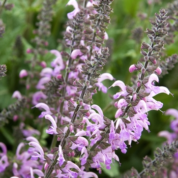 Salvia pratensis 'Pink Delight®' (042107)