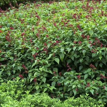 Salvia greggii 'Furman's Red' (042111)