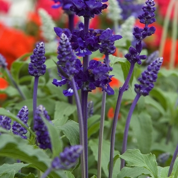 Salvia farinacea 'Rhea™' (042113)