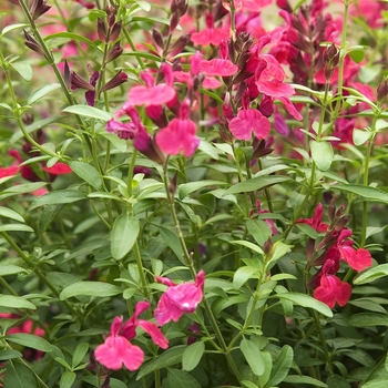 Salvia greggii 'Stampede Cherry' (042118)