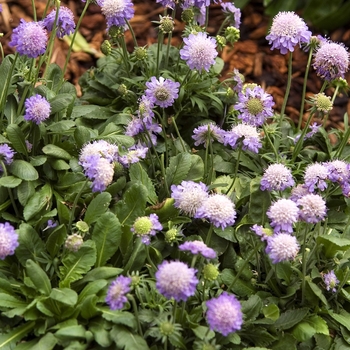 Scabiosa japonica var. alpina 'Ritz Blue' (042127)