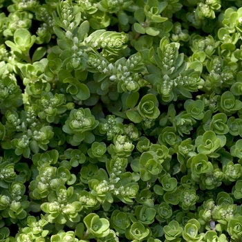 Sedum ternatum '' (042131)