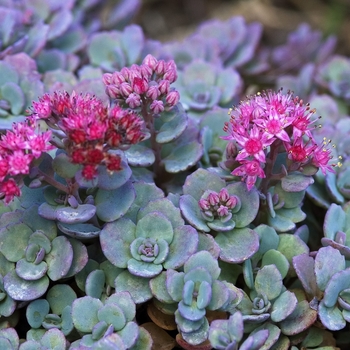 Sedum ternatum '' (042132)