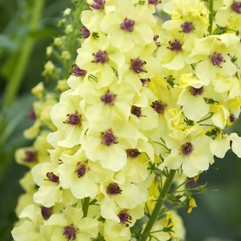 Verbascum 'Southern Charm' (042137)